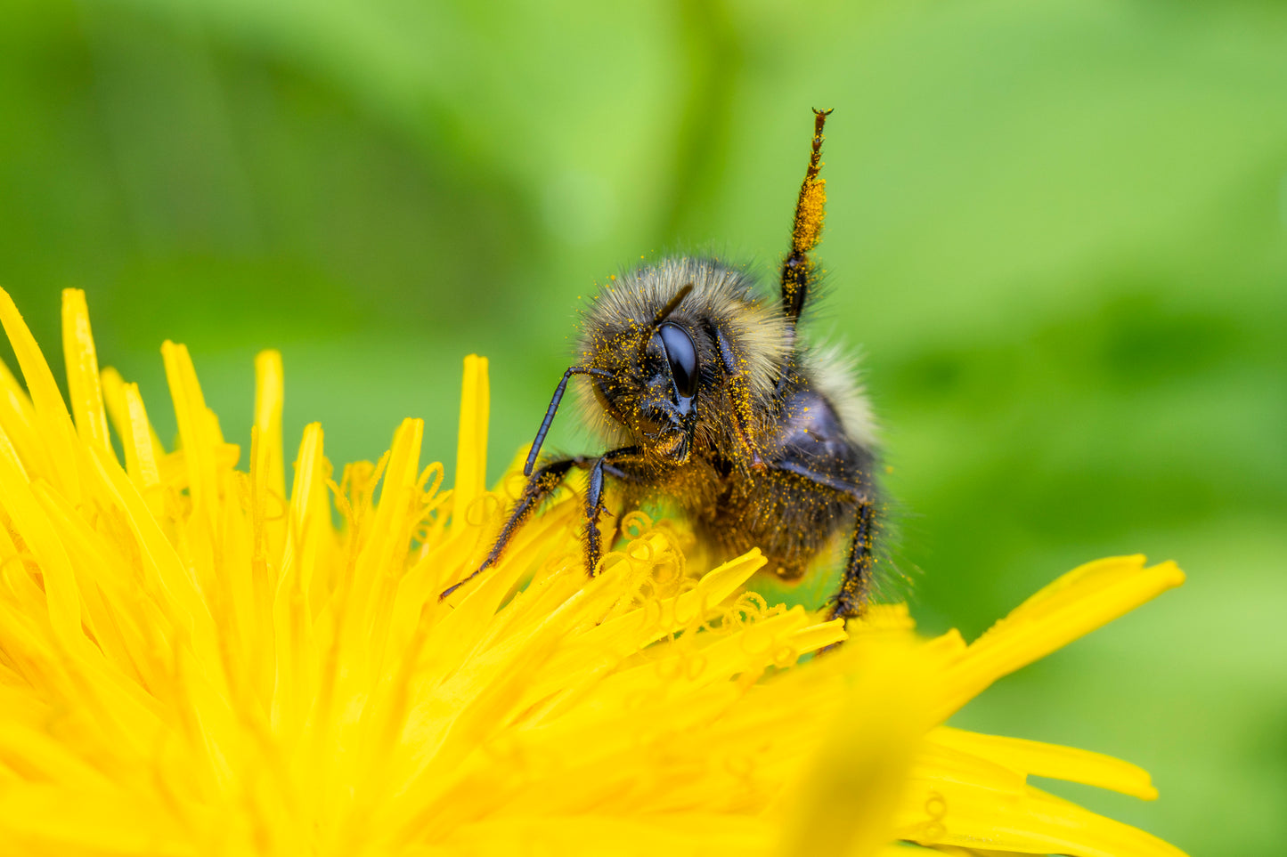 Pollen Party : Canvas Print