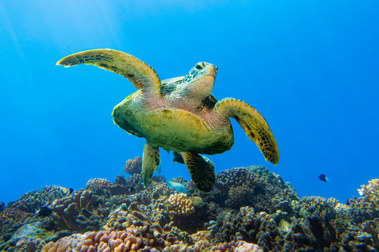 Above the Reef : Metal Print