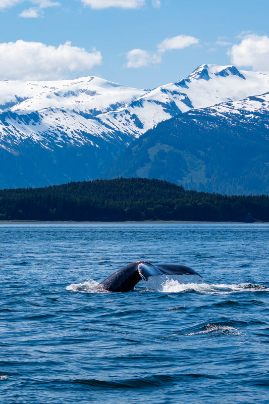 Chilkat Tail : Metal Print