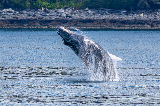 Jump for Joy : Metal Print