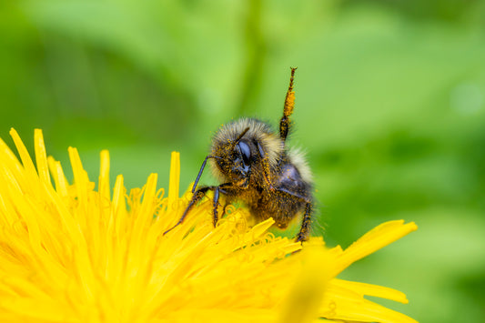 Pollen Party : Canvas Print