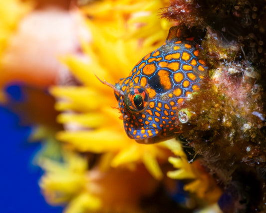 Reef Peek : Canvas Print