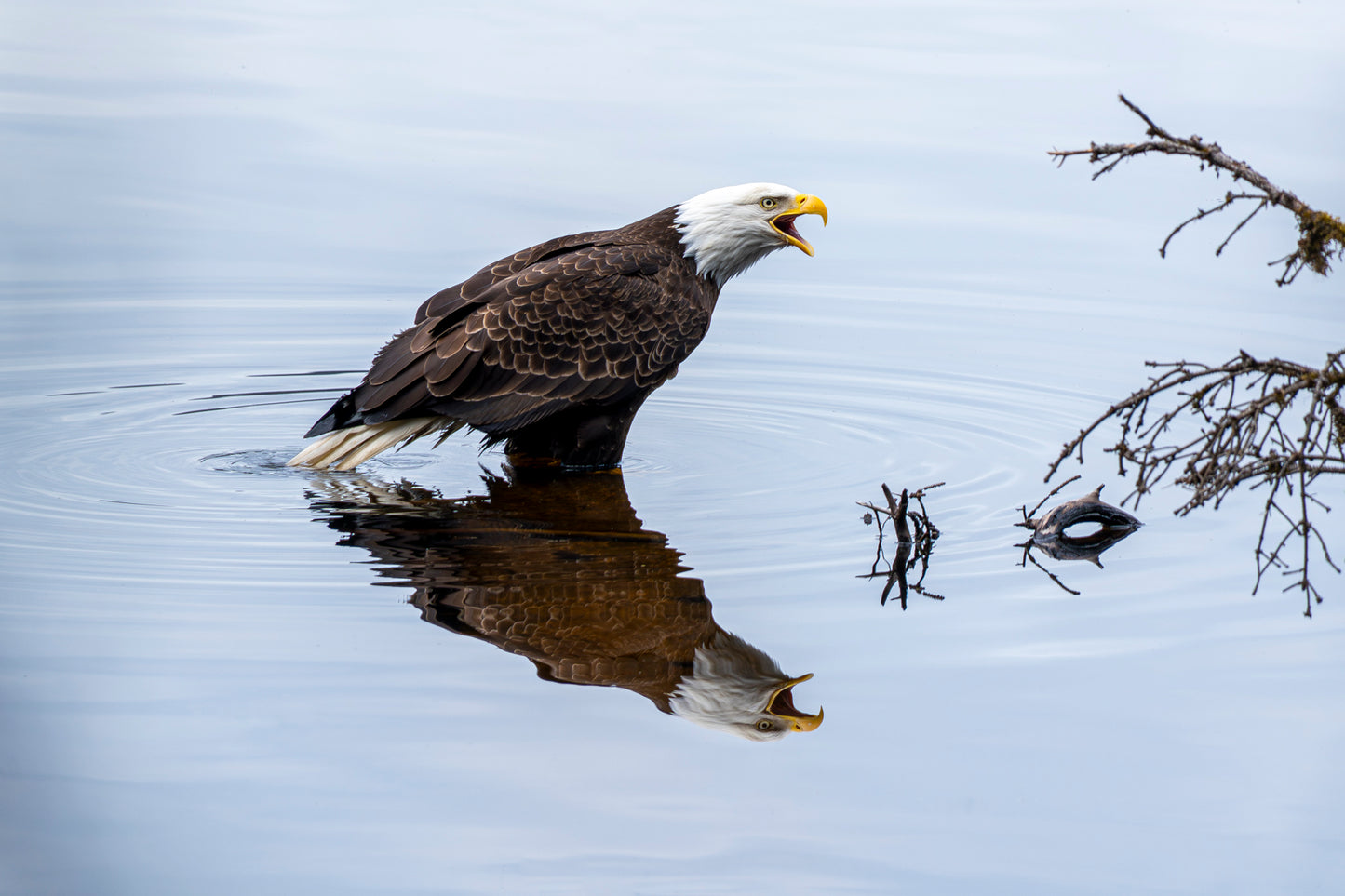 Reflections : Canvas Print