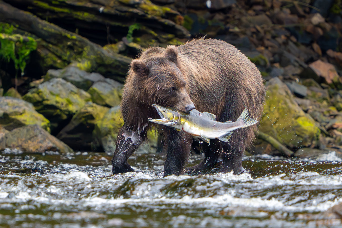 Salmon Season : Metal Print