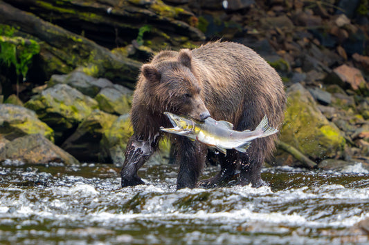 Salmon Season : Metal Print