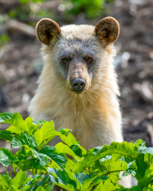 Spirit Bear : Canvas Print