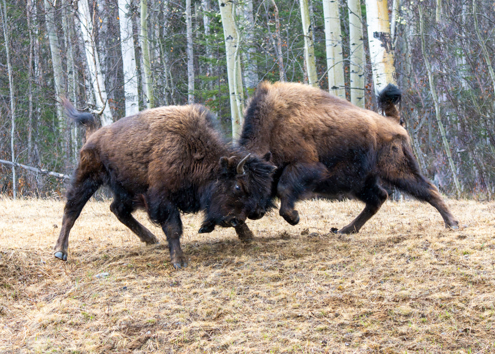 Yukon Rumble : Canvas Print